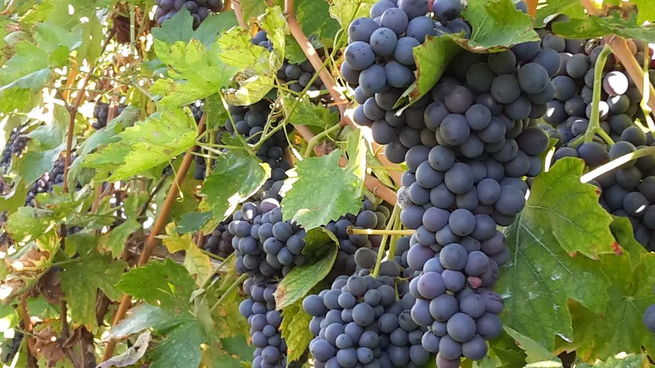 Agriturismo La Rocca Bardolino 0*,  Italien